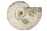 1 1/2" Silver Iridescent Ammonite Fossils - Photo 3